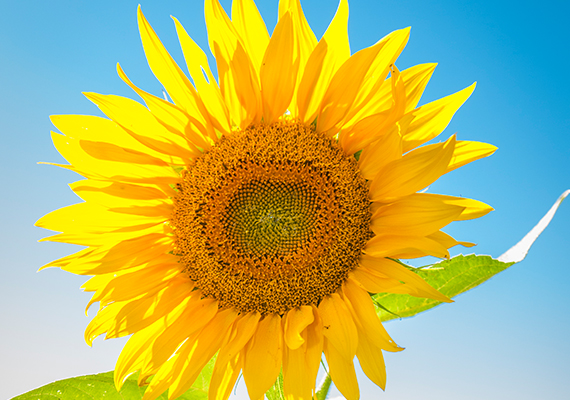 Huile de tournesol de la graine à bouteille